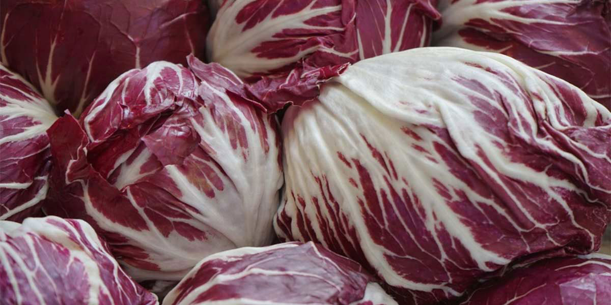 Il radicchio di Chioggia Igp protagonista della fiera riminese